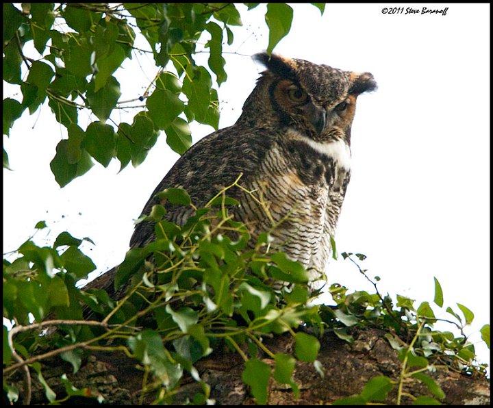 _1SB4386 great-horned owl.jpg